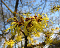 Gelbe Hamamelis Blüte