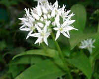 Bärlauch - Blüte und Blätter