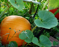 Kürbissuppe mit Sahneklecks